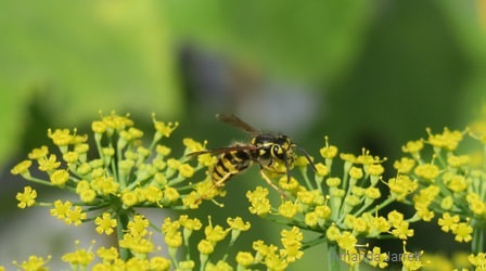 attracting pollinators,beneficial insects,bare-faced hornet,May garden chores