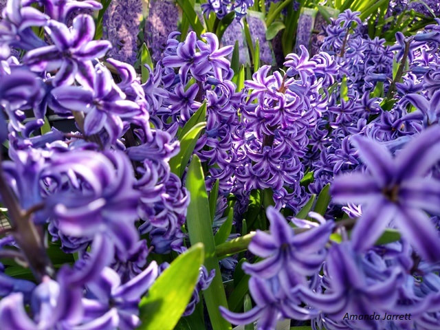 plant hyacinths in fall