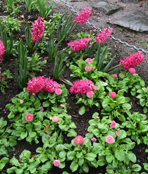 spring flowering plants