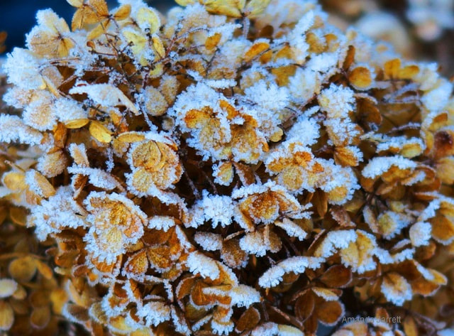 winter hydrangea