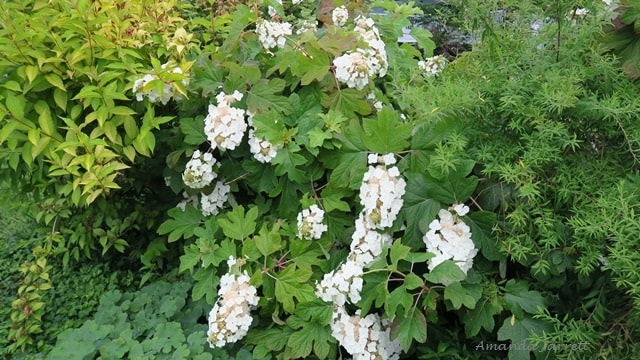Oakleaf hydrangea quercifolia,summer flowering shrubs,July flowers