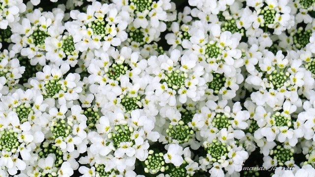 evergreen candytuft,perennial candytuft,May flowers,flowering ground cover