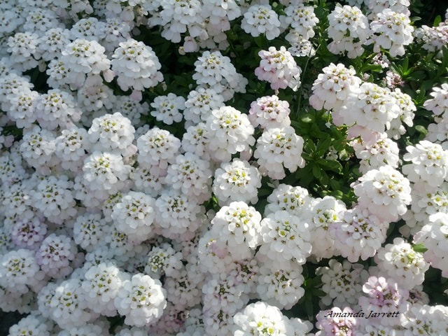 evergreen candytuft,perennial candytuft,May flowers,flowering ground cover