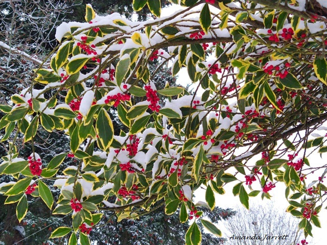Variegated English holly,winter berries,Ilex aquifolium 'Argentea Marginata'