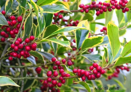 Variegated English holly,winter berries,Ilex aquifolium 'Argentea Marginata'