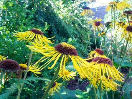 Inula,fleabane,August gardens,August flowers,summer gardening,pruning,harvesting,harvest,summer lawn care,turf,rose sawfly,Heritage Vancouver,drought,deadheading,pruning,tomato diseases,the garden website.com,Amanda’s Garden Consulting,Amanda Jarrett