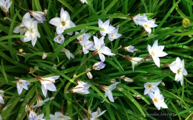 Spring starflower,Ipheion uniflorum,spring flowering bulb
