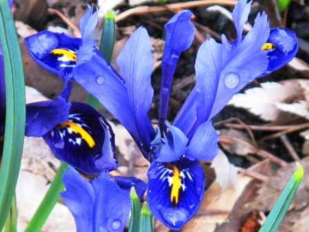 Iris reticulata,dwarf iris,February  Gardens,February plants,winter gardening,the Garden Website.com,Amanda Jarrett,Amanda’s Garden Consulting 