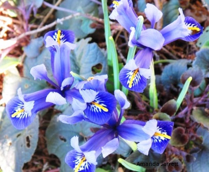 Dwarf iris,Iris reticulata,early flowering spring bulbs,late winter flowers