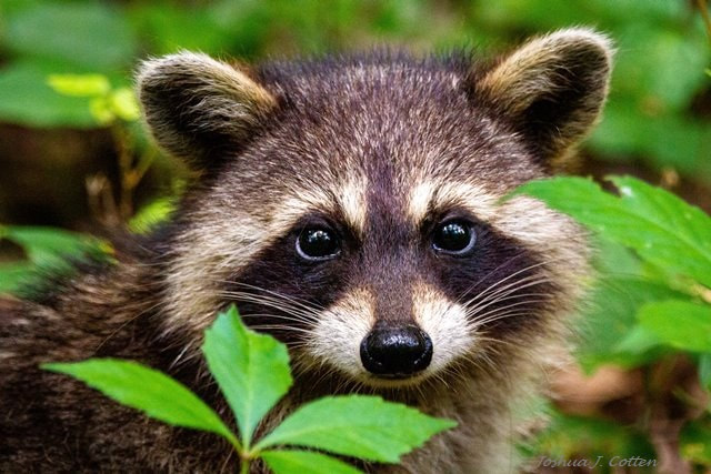 raccoon deterrents and control-repellants