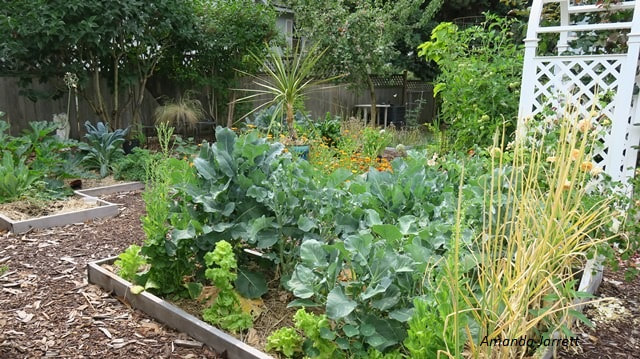 July vegetable gardening,harvesting vegetables,summer vegetable gardens
