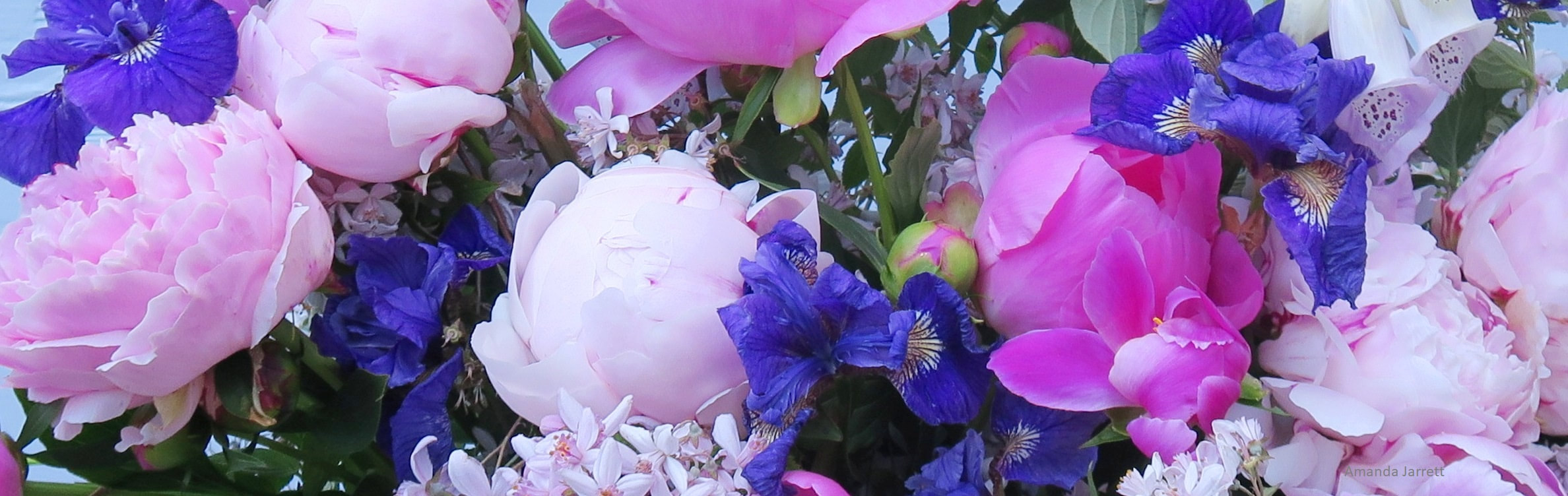 June flowers,peony,iris,The Garden Website.com,Amanda Jarrett,Amanda’s Garden Consulting,garden website
