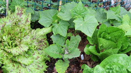 companion planting,May vegetable garden,organic vegetable gardening
