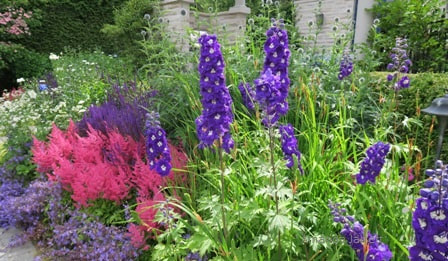 June garden combination,astilbe,delphinium,speedwell,June flowers,The Garden Website.com,Amanda Jarrett,Amanda’s Garden Consulting,garden website