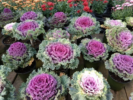 ornamental kale,September garden,September flowers,fall plants
