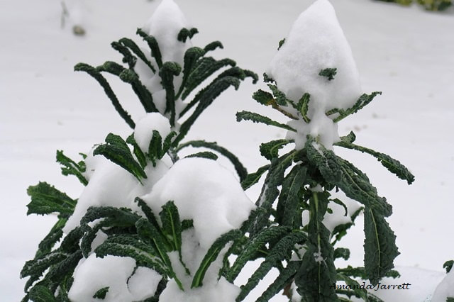 kale in winter