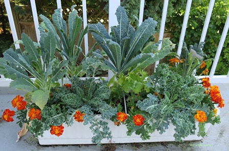 grow vegetables in containers,vegetables in planters