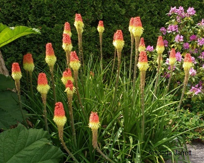 Kniphofia,red hot poker,summer flowering perennials,June flowers