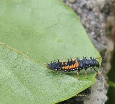 ladybug larva, lady beetle larva, thegardenwebsite.com, Amanda Jarrett