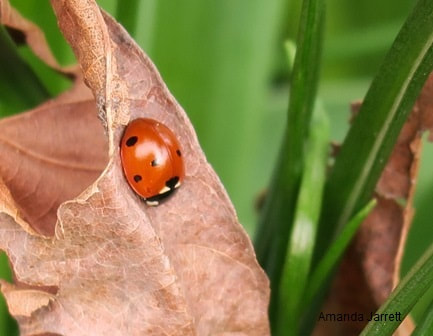 ladybugs,lady birds,beneficial insects,controlling insects,pest control,Amanda Jarrett,spring gardens,spring plants,April gardens,April plants,April flowers,April lawn care,spring lawn care,April garden chores,sowing seeds,the Garden Website.com,Amanda’s Garden Consulting