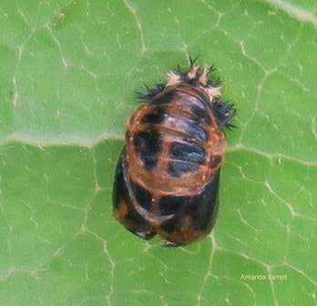 ladybug pupa, lady beetle pupa, thegardenwebsite.com, Amanda Jarrett