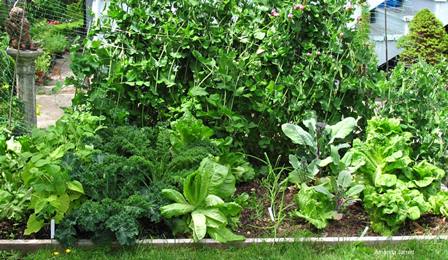 sheet mulching,lasagna gardening,garden beds,thegardenwebsite,Amanda Jarrett,Amanda's blog