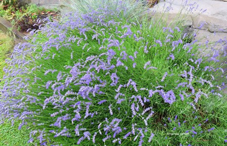 Lavenders,Lavandula,fragrant flowers,summer flowers,June flowers