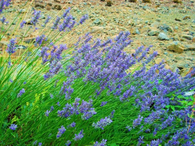 Lavenders,Lavandula,fragrant flowers,summer flowers,July flowers
