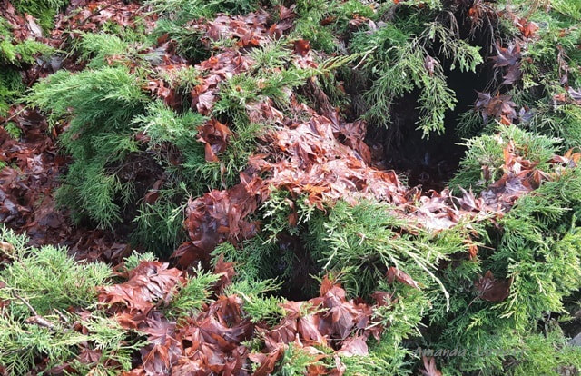 leaf litter in fall,evergreens in fall