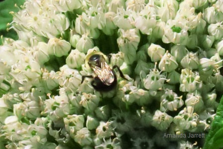 leek flowers for pollinating insects,vegetables for pollinators