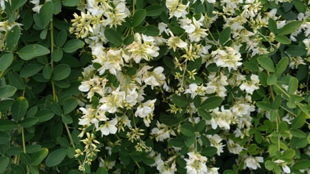 Lespedeza thunbergii 'White Fountain' bush clover,September garden,September flowers,fall flowering shrubs,plants for autumn
