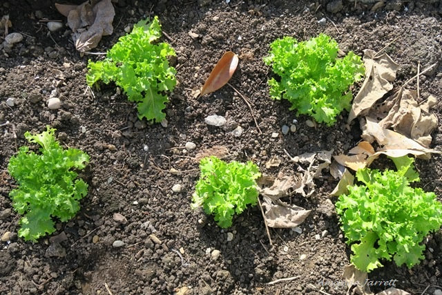 planting vegetables,starter plants,what vegetables in April 