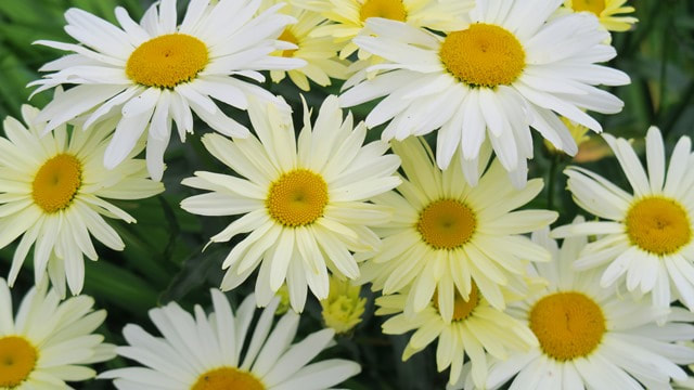 shasta daisy,Leucanthemum × superbum,July flowers
