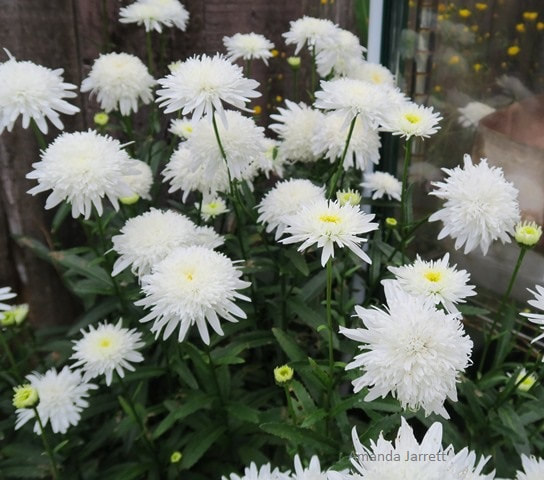 Crazy Daisy' shasta daisy,Leucanthemum × superbum,July flowers