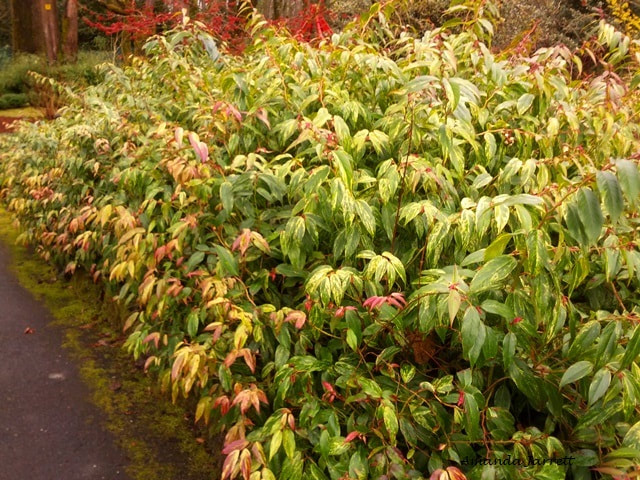 Variegated evergreen plant-coloured leaves-shade plant-leucothoe-doghobble