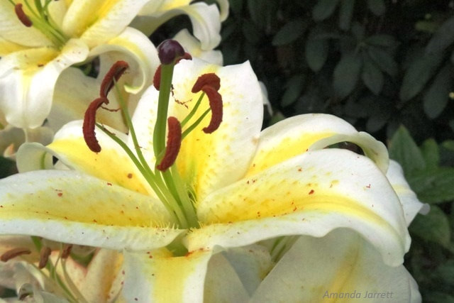 fragrant lilies,oriental lilies,stargazer lily