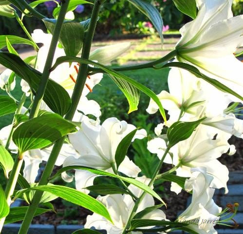Casa Blanca lilies,August flowers,fragrant flowers
