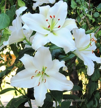 Lilium 'Casa Blanca' Oriental lily,July gardens,July flowers,July garden chores,the garden website.com,Amanda’s Garden Consulting,Amanda Jarrett