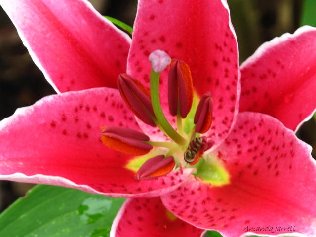 After Eight oriental lily,summer lilies,August flowers