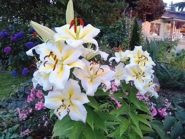 Aubade Oriental lily,fragrant lilies,August flowers