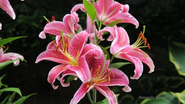 stargazer lilies,summer bulbs,fragrant flowers