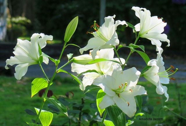 Casa Blanca oriental lily,August flowers