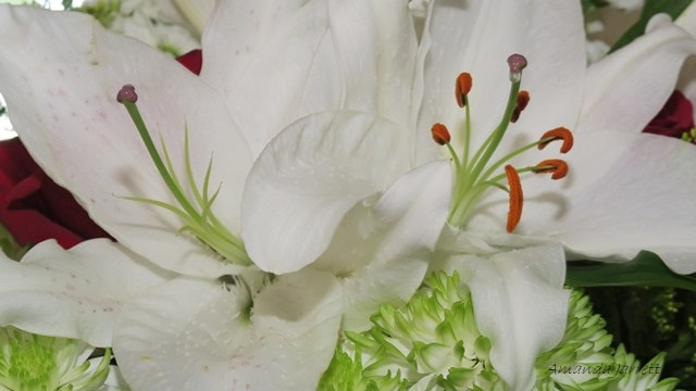 lilies cut flowers,August flowers