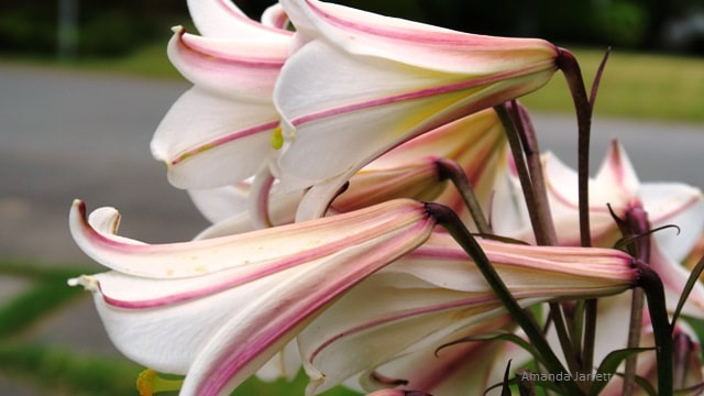 Regal Lily,Royal lily,Lilium regale,July flowers,summer flowers