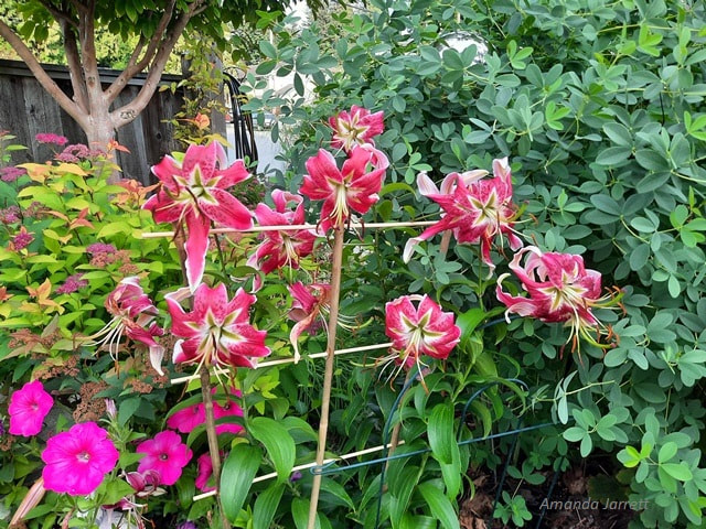 Black Beauty oriental lilies,staking lilies,August garden chores