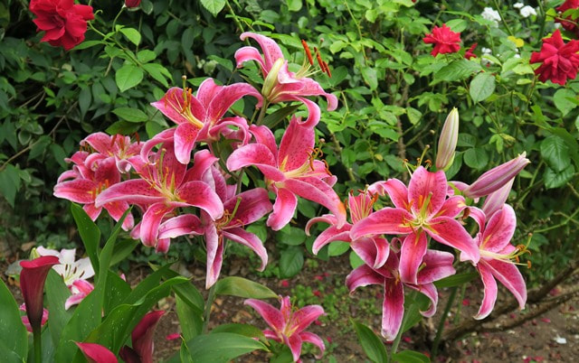 Stargazer lilies,fragrant flowers