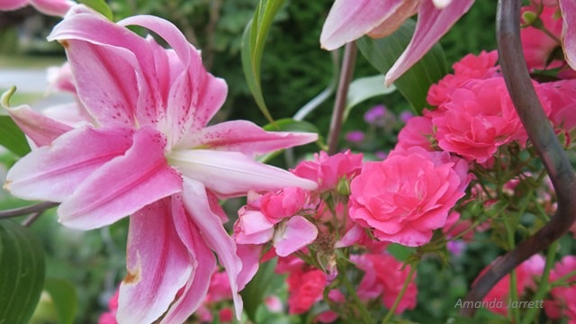 Sweet Rosy Oriental lily lilium,summer flowering bulb