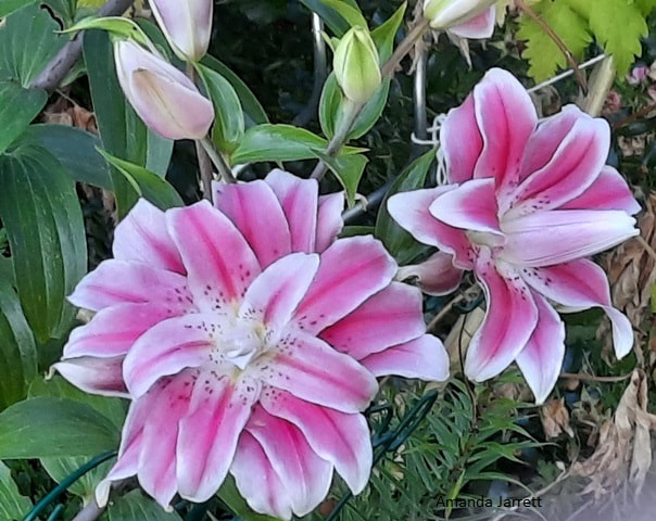 Sweet Rosy Oriental hybrid lily,summer flowering bulb