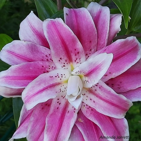 Sweet Rosy oriental lily,August flowers