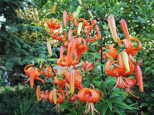 Lilium lancifolium ‘Splendens’,tiger lily,summer flowers,summer bulbs